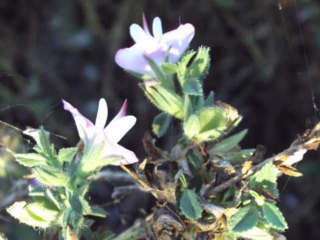 Ononis spinosa